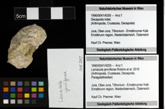 Foto (Objekt + Etiketten) von Lemacola jenniferae (Robins et al., 2016) 
